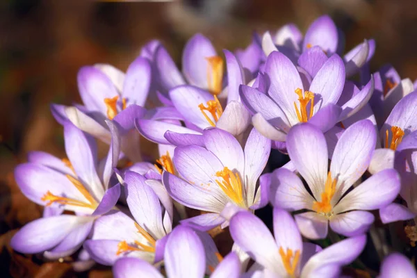 Vackra Lila Krokus Blommor Trädgården — Stockfoto
