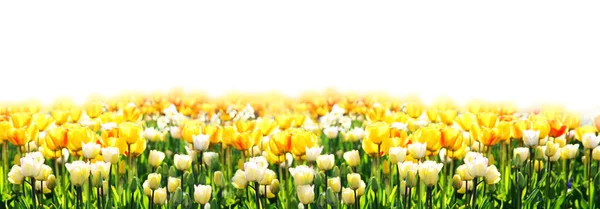 Krásné Tulipány Květiny Bílém Pozadí — Stock fotografie