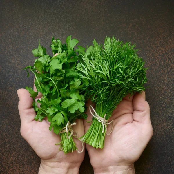 Hands Holding Fresh Dill Parsley Greens Concept Harvesting Healthy Organic — Stock Photo, Image