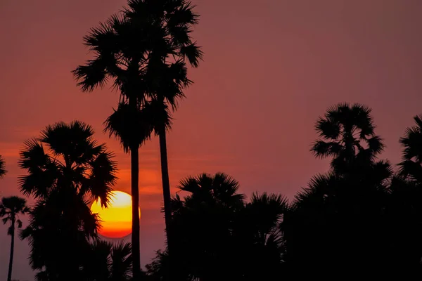 Silhouette Palme Sonnenuntergang Über Rosa Orangefarbenem Himmel Abend Tropischer Sonnenuntergang — Stockfoto