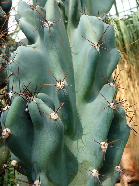 Közel Egy Kaktusz Kertben — Stock Fotó