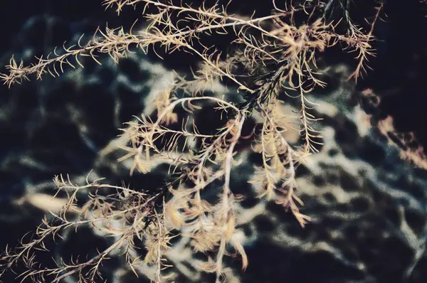 美丽的植物学照片 天然壁纸 — 图库照片