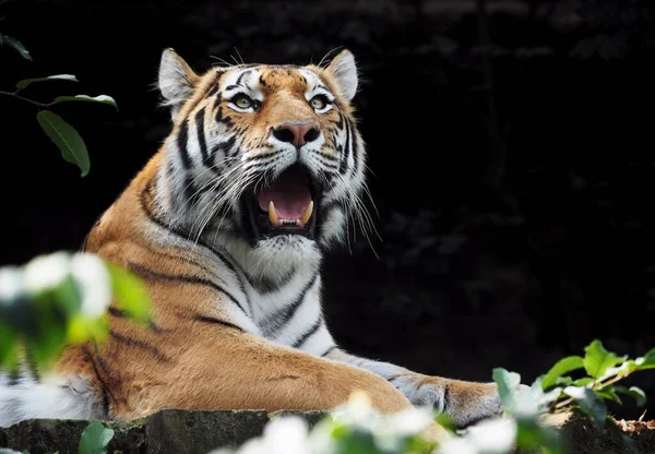 Smallest Subspecies Tiger Tiger Sumatran Panthera Tigris Sumatrae Prague Zoo — Stock Photo, Image