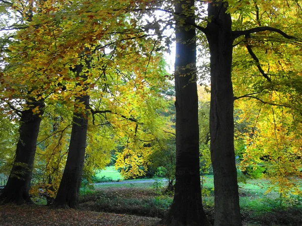 Paysage Automne Avec Des Arbres Des Feuilles Colorées — Photo