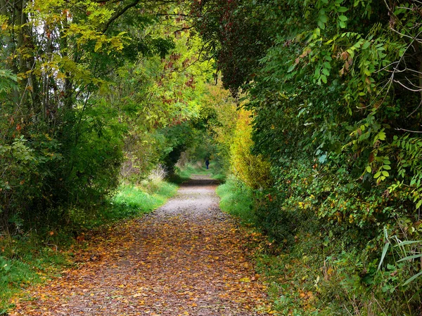 Bosque Otoñal Con Árboles Hojas Verdes — Foto de Stock