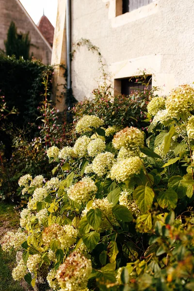 Cabezas Flores Hortensias Blancas Caídas Otoño Cerca Casa Vieja Foto — Foto de Stock