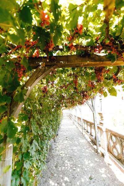 Canopy Hanging Bunches Grapes Autumn Time Time Harvest High Quality — Stock Photo, Image