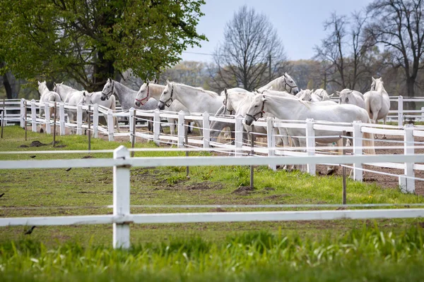 Czech Republic 旧クラドルビーの白馬 馬の群れ — ストック写真