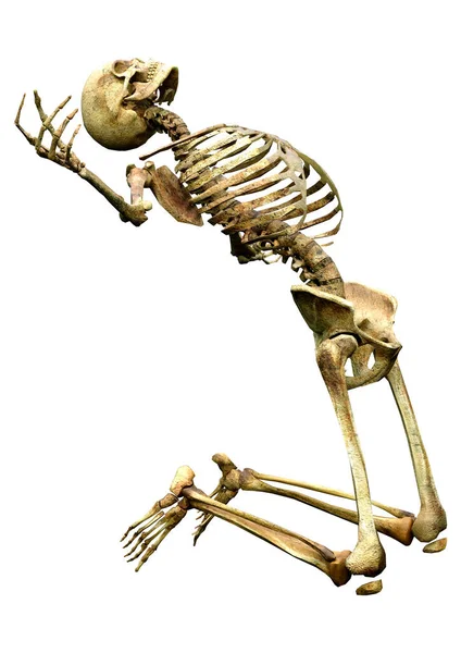 骨格骨と人間の頭蓋骨 — ストック写真