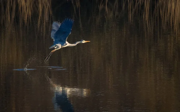 Frumoasă Pasăre Lac — Fotografie, imagine de stoc