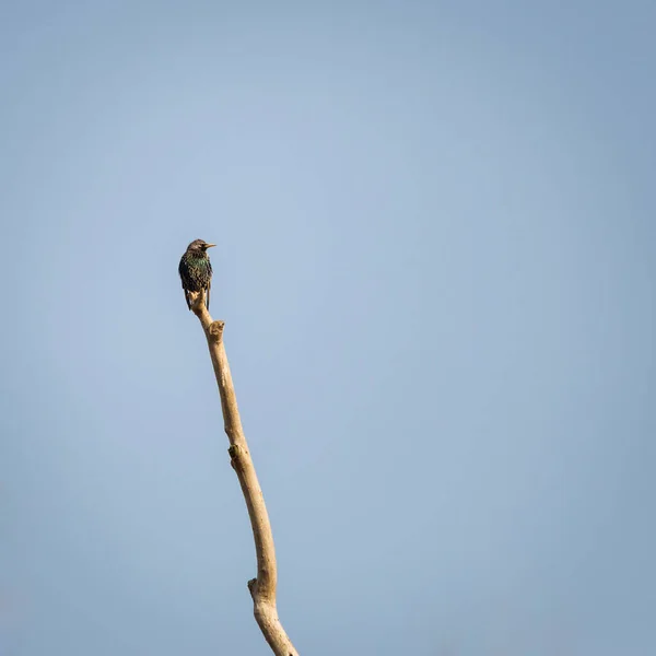 Pássaro Uma Árvore — Fotografia de Stock