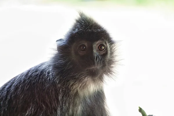 黒と白の猿のクローズアップ — ストック写真