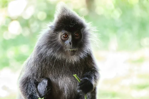 Mladý Černohlavý Macaque Lese — Stock fotografie