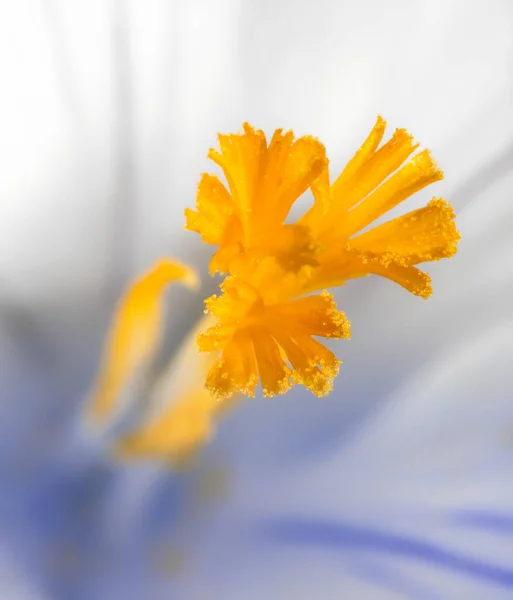 Fleur Jaune Dans Jardin — Photo