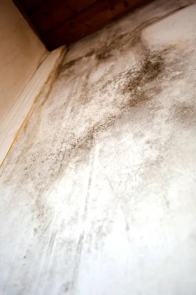 Black Mold Corner Old Ceiling Building Water Damage Causing Mold — Stock Photo, Image
