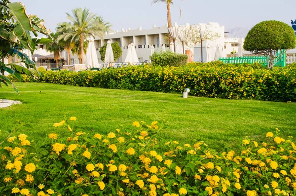 가꾸어 구역에 잔디와 아름다운 디자인의 꽃들이 아름다운 이집트 셰이크 에서의 — 스톡 사진