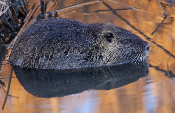 Een Close Upopname Van Een Otter Met Bruine Oren Een — Stockfoto