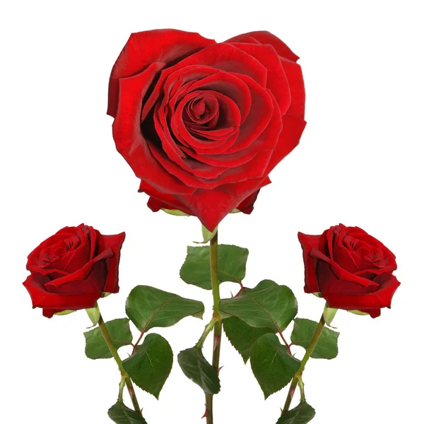 白色背景下的红玫瑰 — 图库照片