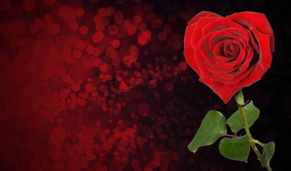 深色背景下的红玫瑰 — 图库照片