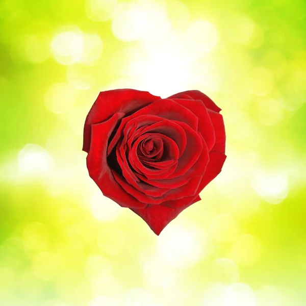 Červené Srdce Krásným Pozadím — Stock fotografie