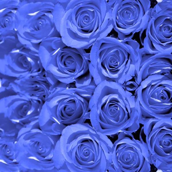 Piękne Róże Wazonie — Zdjęcie stockowe