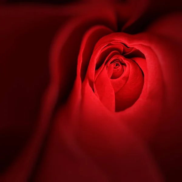 Červená Růže Černém Pozadí — Stock fotografie