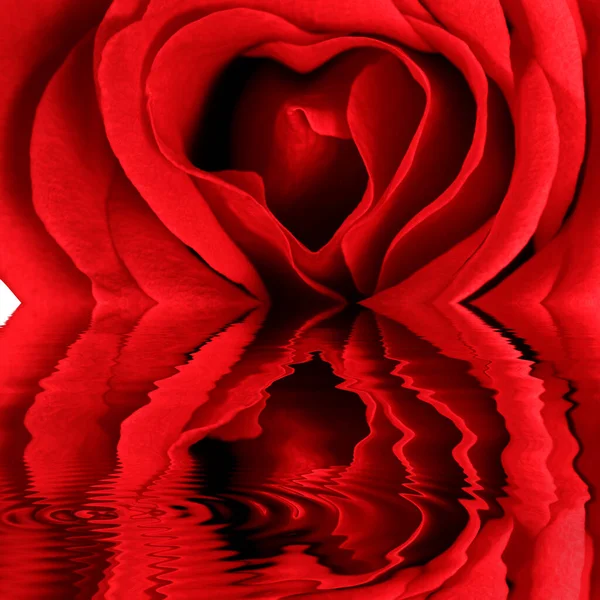 Rote Rose Blume Mit Wassertropfen — Stockfoto