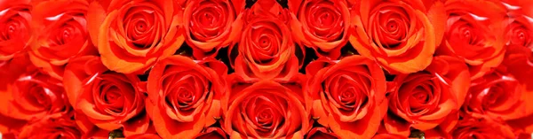 Όμορφα Κόκκινα Τριαντάφυλλα Στον Κήπο — Φωτογραφία Αρχείου