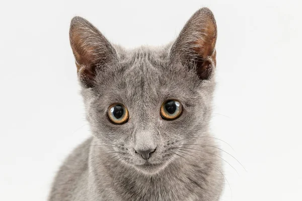 Raça Cat Russian Blue Felis Silvestris Catus Semanas Gatinho Retrato — Fotografia de Stock