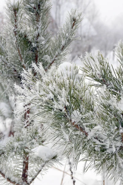 Сніг Покритий Сосновим Деревом Взимку — стокове фото