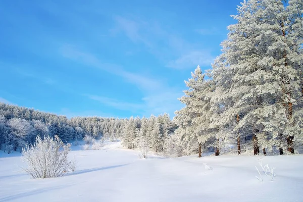 Piękny Zimowy Krajobraz Śnieg Sosny Pokryte Wzgórzu — Zdjęcie stockowe