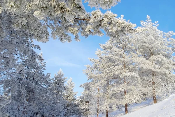 Wunderschöne Winterlandschaft Schneebedeckte Kiefern Auf Dem Hügel — Stockfoto