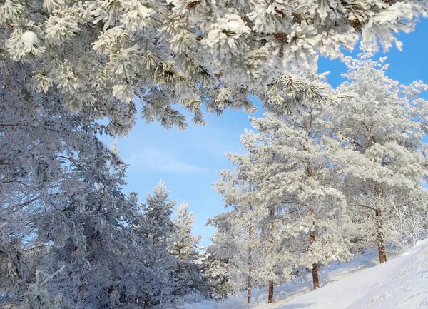 Beau Paysage Hivernal Pins Enneigés Sur Colline — Photo