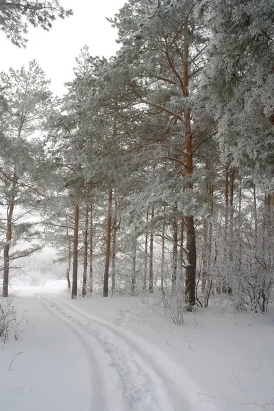 Χειμερινό Δάσος Στο Χιόνι — Φωτογραφία Αρχείου