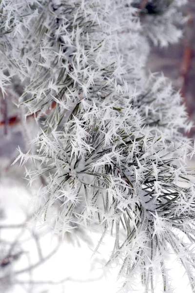 눈덮인 나무들 — 스톡 사진