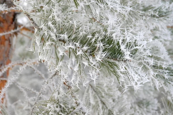 Floresta Inverno Com Árvores Cobertas Neve — Fotografia de Stock