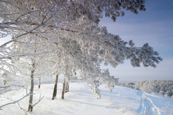 Paysage Hivernal Avec Arbres Enneigés — Photo