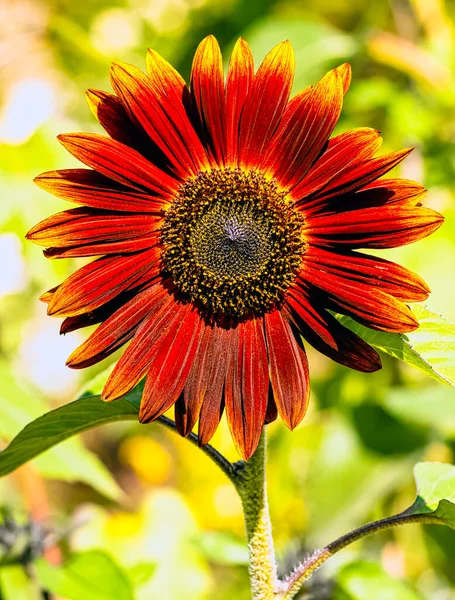 Helianthus Annuus Als Sonnenblumen Erdläufer Britischem Park Bekannt — Stockfoto