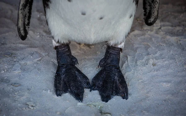 Primo Piano Pinguino Dalla Coda Bianca Con Grosso Becco — Foto Stock