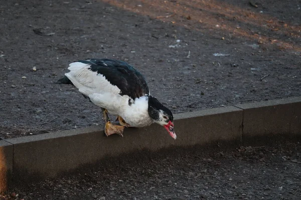 Una Bandada Palomas Suelo —  Fotos de Stock