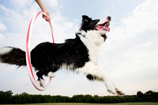 Niedriger Winkel Eines Schäferhundes Der Durch Einen Reifen Springt — Stockfoto