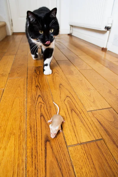 Kočka Plíží Myším Tématům Lovu Dravců Kořisti — Stock fotografie