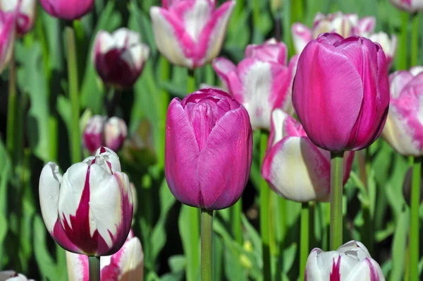Три Идеальных Фиолетовых Белых Тюльпанов — стоковое фото