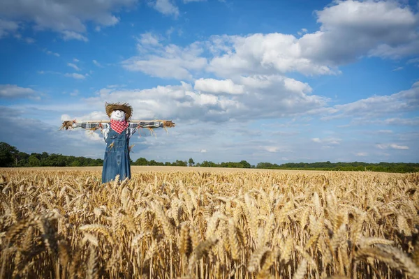 Ein Mädchen Einem Blauen Kleid Mit Einem Sack Weizen Auf — Stockfoto