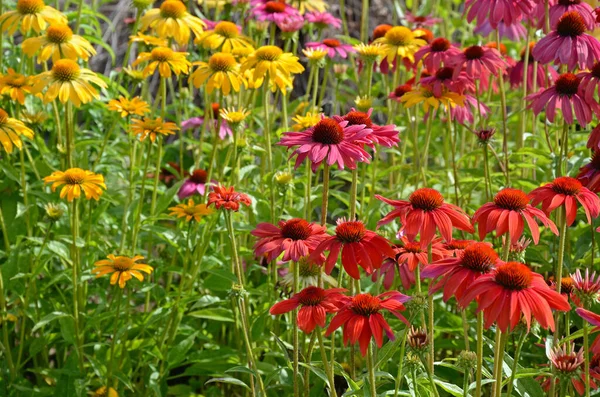 Jardim Colorido Flor Echinacea Verão — Fotografia de Stock