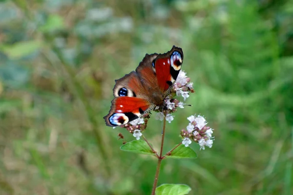 Aglais Synu Inachis Przewodniczący — Zdjęcie stockowe