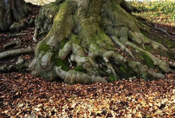 Racines Visibles Des Arbres Dessus Sol Forestier — Photo