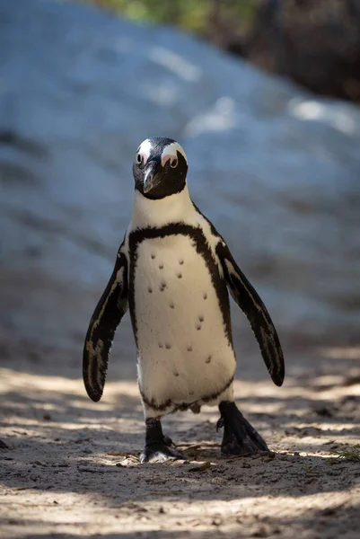 海水浴場にペンギンが一組 — ストック写真