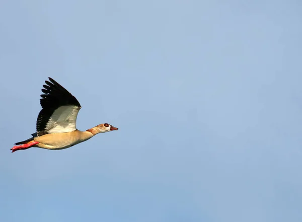 Красивая Птица Полете — стоковое фото