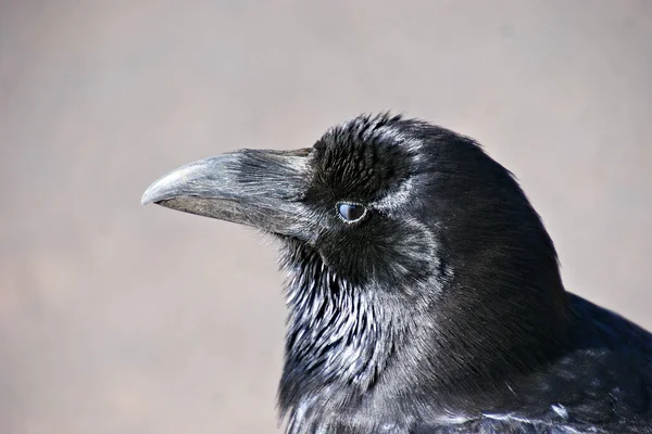 Corbeau Noir Sur Toit Maison — Photo